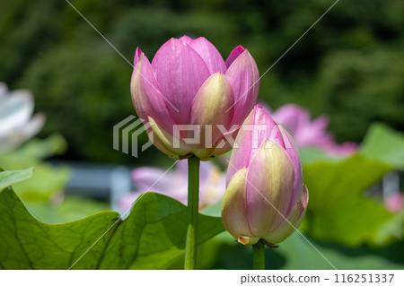 岩手縣大船渡市中尊寺蓮花 116251337