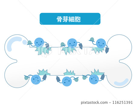 成骨細胞形成骨的機制。骨重塑 116251391