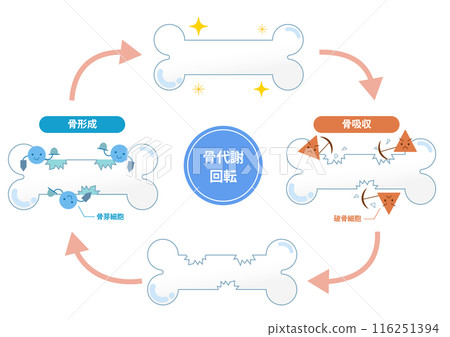 破骨細胞和成骨細胞的骨吸收和骨形成機制。骨重塑 116251394