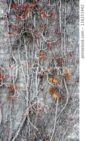 Climbing or Creeping the ivy plants are creeping up on concrete wall in garden Climbing or Creeping the ivy plants are creeping up on concrete wall in garden 116251442