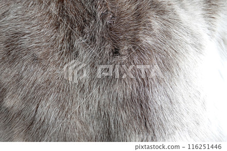 reindeer fur closeup texture background reindeer fur closeup texture background 116251446