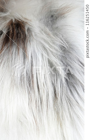 reindeer fur white closeup texture background reindeer fur white closeup texture background 116251450