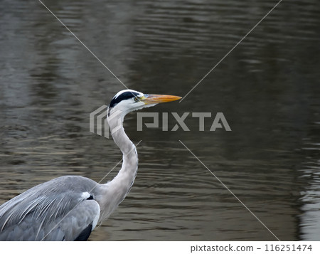 京都鴨川灰鷺(藍鷺) 京都鴨川灰鷺(藍鷺) 116251474