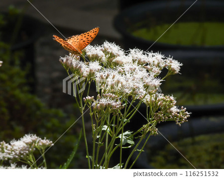 Kodo (Gyoganji Temple) Black-winged fritillary Kodo (Gyoganji Temple) Black-winged fritillary 116251532