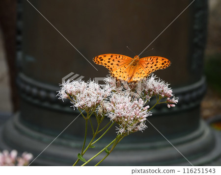Kodo (Gyoganji Temple) 黑翅貝母 116251543