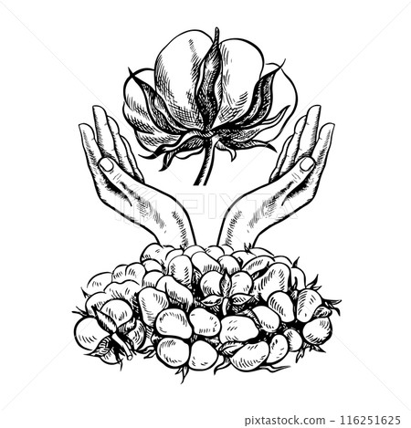 The cotton is organic. Hands holding cotton. Black and white vector illustration in the form of a logo or emblem. Isolate, hand-drawn on a white background. For labels, packaging, posters, and covers. The cotton is organic. Hands holding cotton. Black and white vector illustration in the form of a logo or emblem. Isolate, hand-drawn on a white background. For labels, packaging, posters, and covers. 116251625