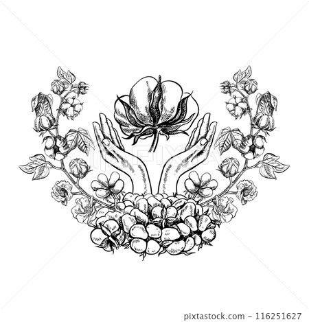 The cotton is organic. Hands holding cotton. Black and white vector illustration in the form of a logo or emblem. Isolate, hand-drawn on a white background. For labels, packaging, posters, and covers. The cotton is organic. Hands holding cotton. Black and white vector illustration in the form of a logo or emblem. Isolate, hand-drawn on a white background. For labels, packaging, posters, and covers. 116251627