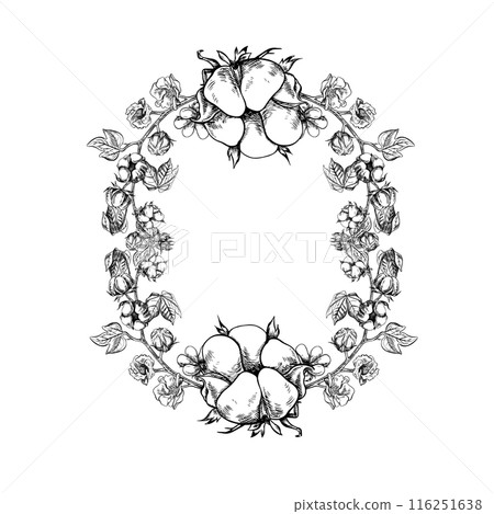 The cotton is organic. The frame is oval with cotton twigs. Black and white, detailed, graphic, vector illustration, hand-drawn, on a white background. For labels, packaging, postcards and posters. The cotton is organic. The frame is oval with cotton twigs. Black and white, detailed, graphic, vector illustration, hand-drawn, on a white background. For labels, packaging, postcards and posters. 116251638
