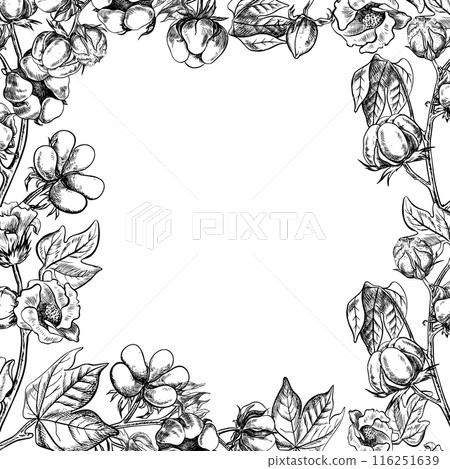 The cotton is organic. A frame with cotton twigs. Black and white, detailed, graphic, vector illustration, hand-drawn, on a white background. For labels, packaging, postcards and posters. The cotton is organic. A frame with cotton twigs. Black and white, detailed, graphic, vector illustration, hand-drawn, on a white background. For labels, packaging, postcards and posters. 116251639