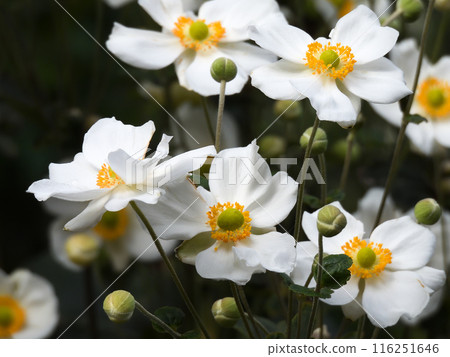 Yamashina Jizo Tokurin-an Autumn chrysanthemums and six Jizo statues 116251646