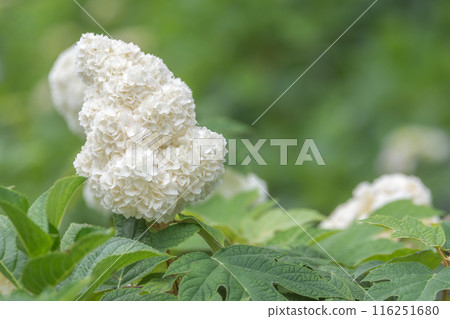 佐手權現堂白繡球/埼玉縣 116251680