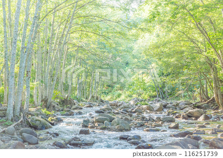 A mountain stream shining in the morning sun and fresh greenery / Nagano Prefecture 116251739