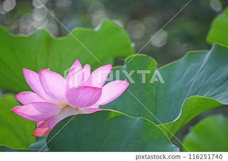 Lotus flower  116251740