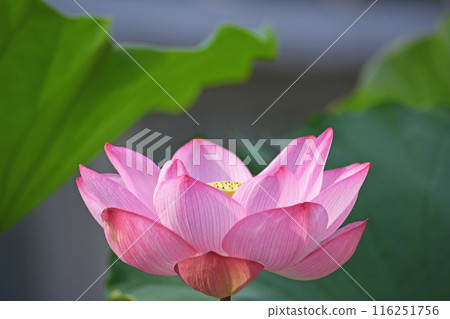 Lotus flower Lotus flower 116251756