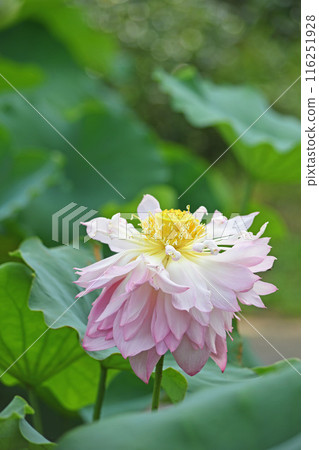 蓮花 蓮花 116251928