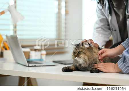Attentive veterinarian examining Maine Coon cat on the table at veterinary clinic. Pet check up and Health care. concept 116251964