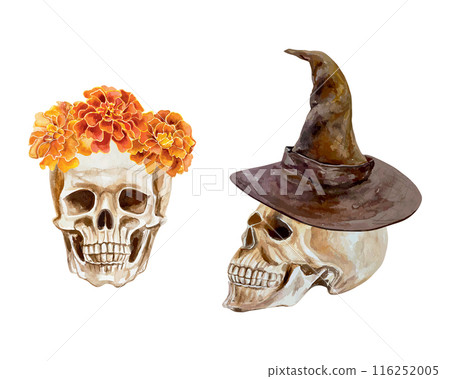 Human skull, profile and front, hat and marigolds, watercolor. Vector illustration. Day of the Dead and Halloween cards, invitations, banners, posters 116252005