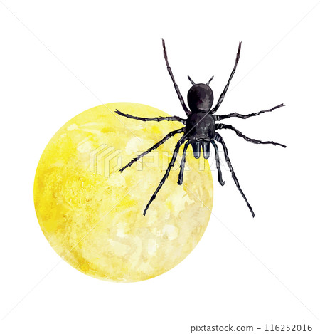 Spider and moon, watercolor. Hand drawn vector illustration. For Day of the Dead and Halloween greeting cards, invitations, banners, posters, flyers. Spider and moon, watercolor. Hand drawn vector illustration. For Day of the Dead and Halloween greeting cards, invitations, banners, posters, flyers. 116252016