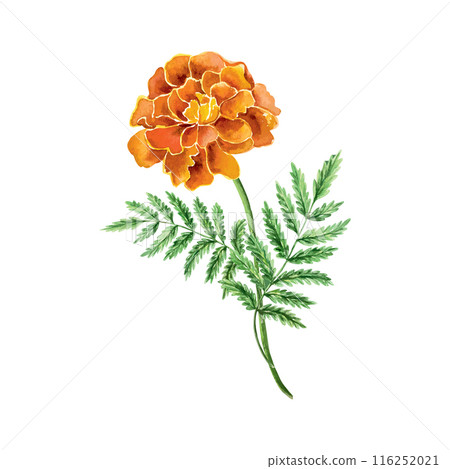 Marigolds watercolor. Vector illustration of a flower. For Day of the Dead greeting cards, invitations, large holiday banners, posters, covers, flyers Marigolds watercolor. Vector illustration of a flower. For Day of the Dead greeting cards, invitations, large holiday banners, posters, covers, flyers 116252021