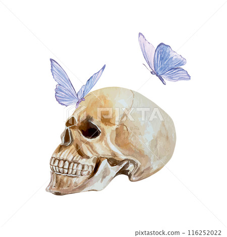 Human skull profile, blue butterflies, watercolor. Vector illustration. Day of the Dead and Halloween cards, invitations, banners, posters, flyers. Human skull profile, blue butterflies, watercolor. Vector illustration. Day of the Dead and Halloween cards, invitations, banners, posters, flyers. 116252022