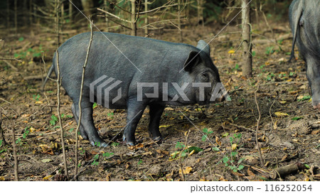 A Vietnamese pot-bellied pig stands in a grassy field, showing off its black skin, adorable muzzle and small size. A piglet in natural conditions. A Vietnamese pot-bellied pig stands in a grassy field, showing off its black skin, adorable muzzle and small size. A piglet in natural conditions. 116252054