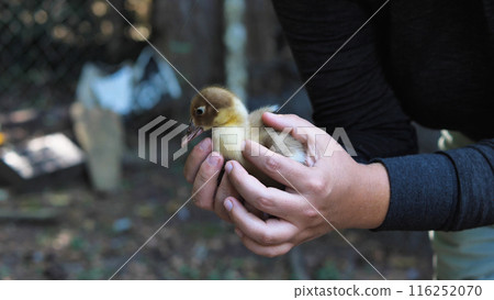 A tender scene captures a pair of hands gently cradling a fluffy yellow baby duckling, symbolizing care and the delicate nature of new life. 116252070