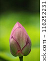 純淨的蓮花 116252231