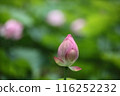 純淨的蓮花 116252232