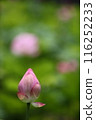 純淨的蓮花 116252233