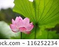 純淨的蓮花 116252234