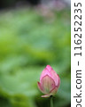 純淨的蓮花 116252235