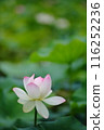 純淨的蓮花 116252236