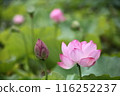 純淨的蓮花 116252237