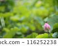 純淨的蓮花 116252238