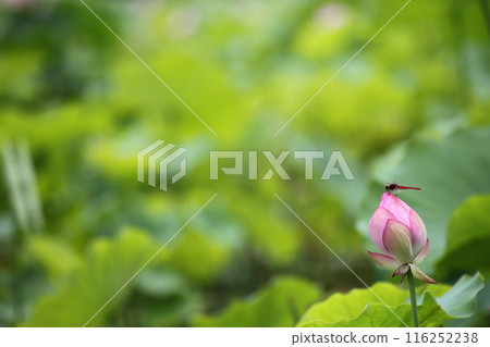 Pure lotus flower 116252238