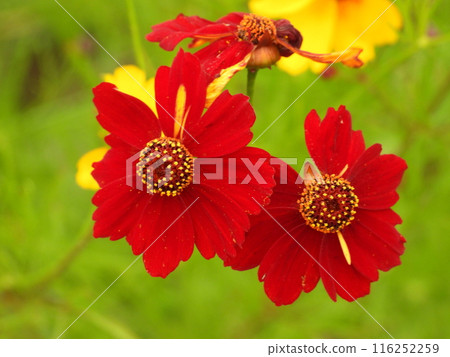 Close-up of red coreopsis flower 116252259