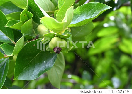 Persimmon fruit growth Persimmon fruit growth 116252549