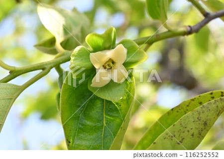 Persimmon fruit growth Persimmon fruit growth 116252552