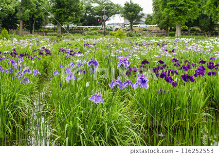Katsushika Iris Festival, Mizumoto Park, Tokyo Katsushika Iris Festival, Mizumoto Park, Tokyo 116252553