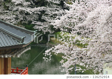 安倍文殊院的櫻花 116252914