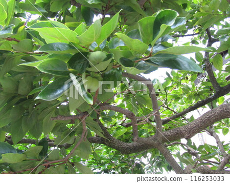 我們的柿子秋天成熟 116253033