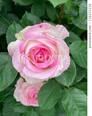 Single Rose - Moonstone 116253158