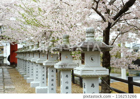 Abe Monjuin Temple's cherry blossoms Abe Monjuin Temple's cherry blossoms 116253266