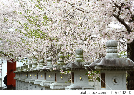 Abe Monjuin Temple's cherry blossoms Abe Monjuin Temple's cherry blossoms 116253268