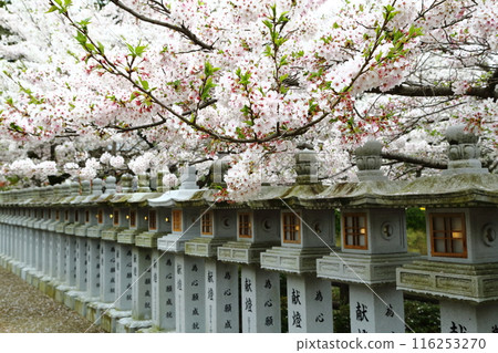 Abe Monjuin Temple's cherry blossoms 116253270