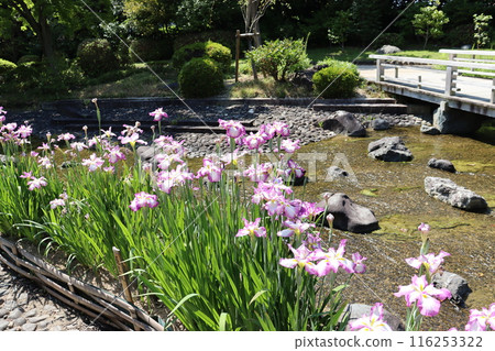 堺市大山公園的日本庭園初夏景色 堺市大山公園的日本庭園初夏景色 116253322