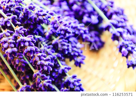 薰衣草的香味 116253571