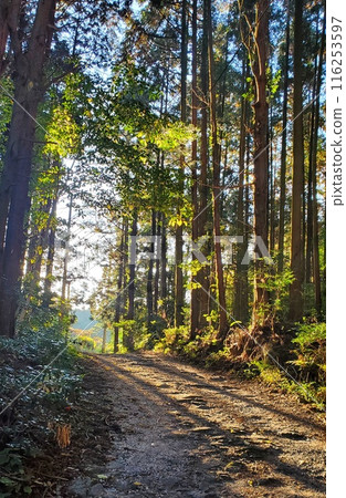 清晨的陽光下，沿著林間小路走，山路風景 116253597