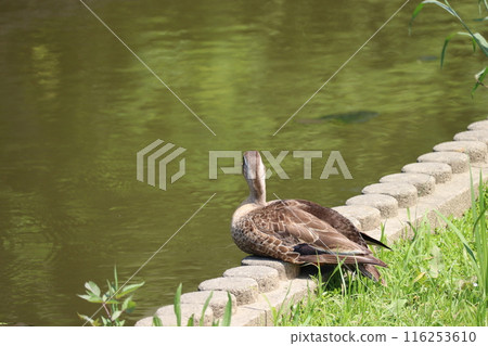 鴨子盯著某物 116253610