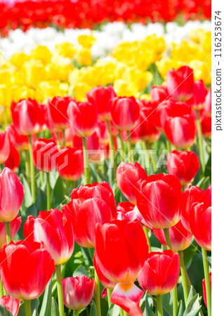 [Osaka Prefecture] April - A tourist destination bustling with refreshing spring weather, clear blue skies, and tulips in full bloom 116253674